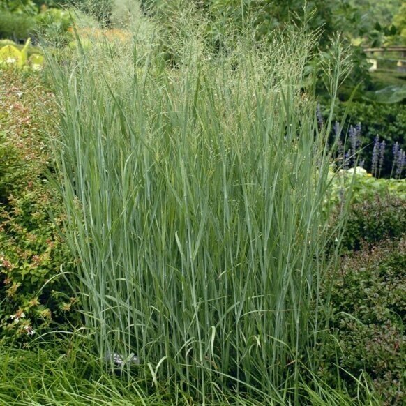 Amur silver-grass 'Heavy Metal' C5 Amur silver-grass 'Heavy Metal' C5