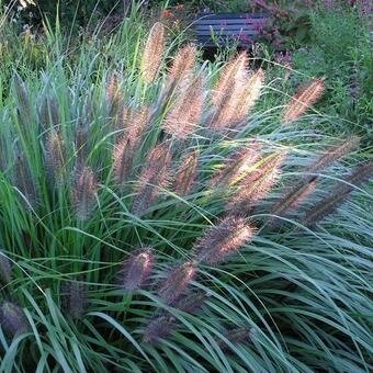 Soruole Fountain Grass 'Viridescens' C5 | Soruolė pašiaušelinė | Soros ...