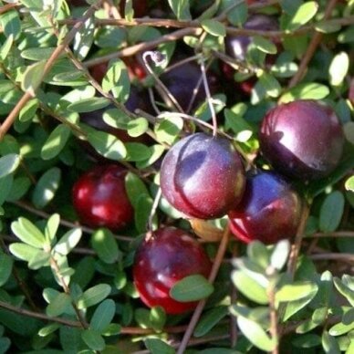Large cranberry 'Early Black' C2
