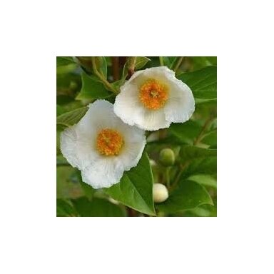 Stewartia pseudocamellia C2