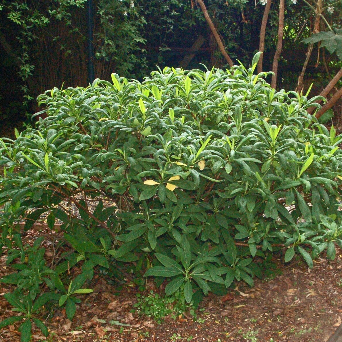 Švirkšna geltonoji 'Grandiflora' C1-2 2