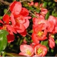 Japanese quince C5