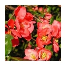 Japanese quince C5