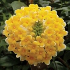 Švirkšna geltonoji 'Grandiflora' C5