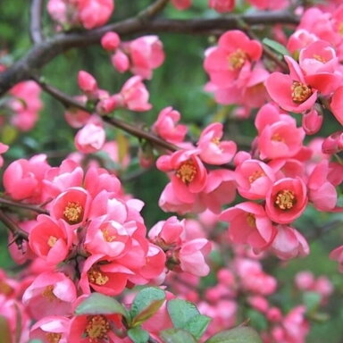 Svarainis puošnusis 'PINK QUEEN' C5 Svarainis puošnusis 'PINK QUEEN' C5