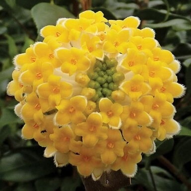 Švirkšna geltonoji 'Grandiflora' C1-2