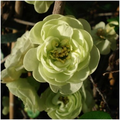 Flowering Quince 'Yukigoten' C5