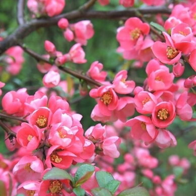 Svarainis puošnusis 'PINK QUEEN' C5