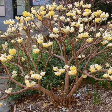 Švirkšna geltonoji 'Grandiflora' C1-2 1