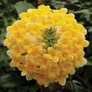 Švirkšna geltonoji 'Grandiflora' C1-2 Švirkšna geltonoji 'Grandiflora' C1-2