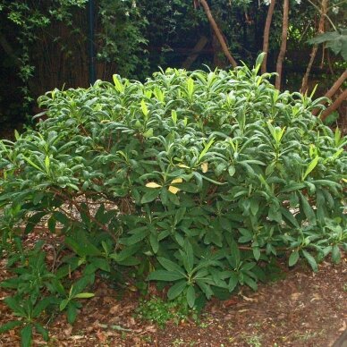 Švirkšna geltonoji 'Grandiflora' C1-2 2