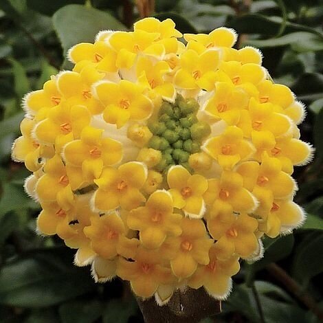 Švirkšna geltonoji 'Grandiflora' C1-2 Švirkšna geltonoji 'Grandiflora' C1-2