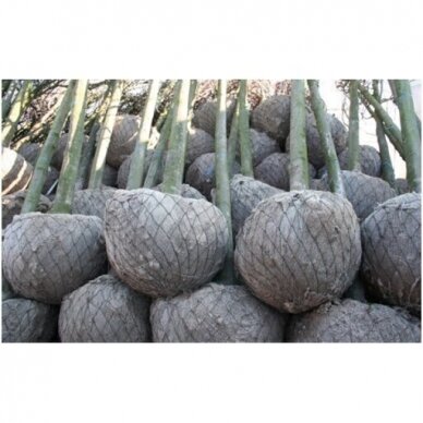Root binding net Wirebasket 90 cm 25 vnt.25 pcs. 2