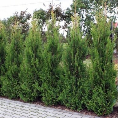 Tuja vakarinė 'Aureospicata' C45