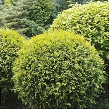 Tuja vakarinė 'Globosa Gold' C20