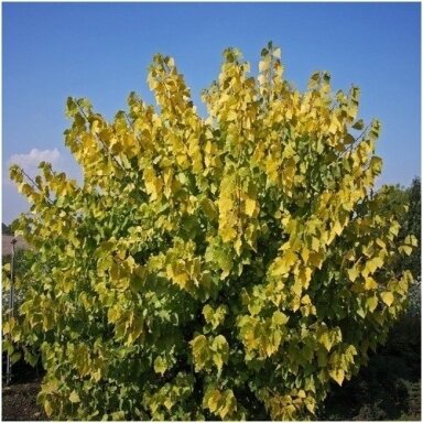 Tuopa kanadinė  'Serotina Aurea' C10