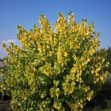 Tuopa kanadinė  'Serotina Aurea' C2