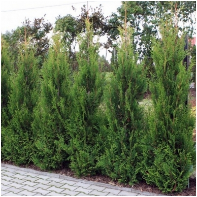 Tuja vakarinė 'Aureospicata' C45 Tuja vakarinė 'Aureospicata' C45
