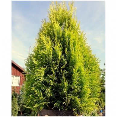 Arborvitae 'Golden Smaragd' C35