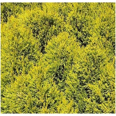 Arborvitae 'Golden Smaragd' C35 2