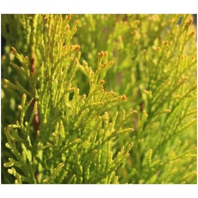 Arborvitae 'Golden Smaragd' C35 4