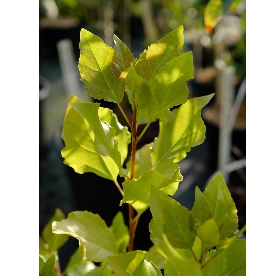 Black poplar 'Lombardy Gold' C10 Black poplar 'Lombardy Gold' C10