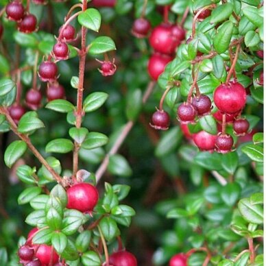Myrtus ugni C2 Myrtus ugni C2