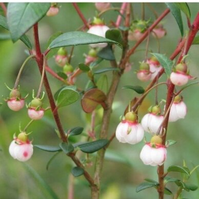 Myrtus ugni C2 1