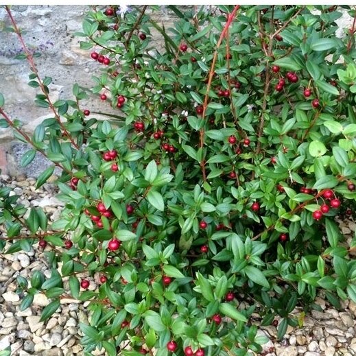Myrtus ugni C2 2 Myrtus ugni C2 2