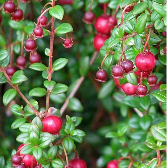 Myrtus ugni C2 Myrtus ugni C2