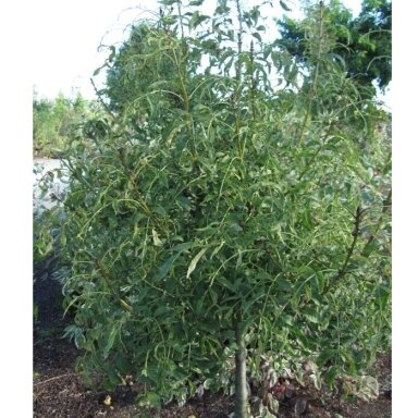 Uosis paprastasis 'Aarsee' C30, Pa