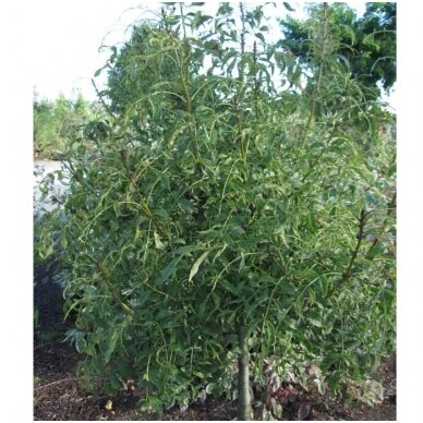Uosis paprastasis 'Aarsee' C30, Pa Uosis paprastasis 'Aarsee' C30, Pa