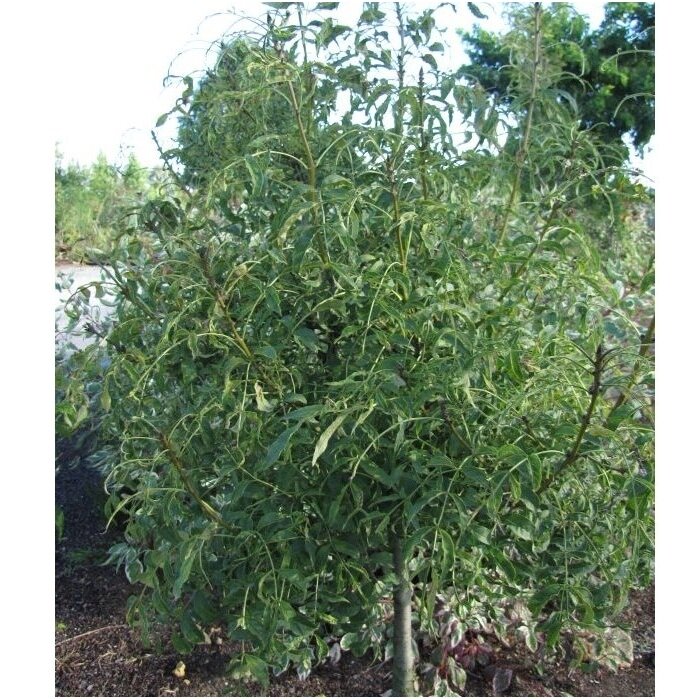 Fraxinus excelsior 'Aarsee' C30, Pa