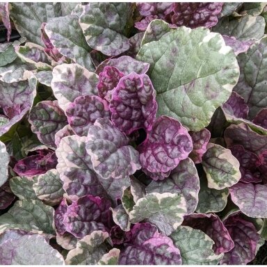 Vaisgina šliaužiančioji 'Burgundy Glow', C1,5-2