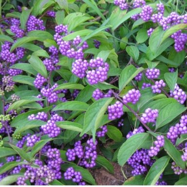 American beautyberry 'Imperial Pearl' C20 American beautyberry 'Imperial Pearl' C20
