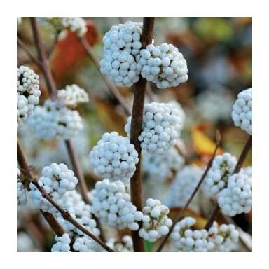 American beautyberry 'Magical Snowqueen' C2 American beautyberry 'Magical Snowqueen' C2