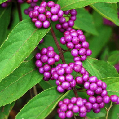 American beautyberry 'Profusion' C10 American beautyberry 'Profusion' C10