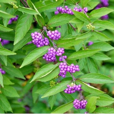 Purple Beautyberry 'Issai' C10 Purple Beautyberry 'Issai' C10