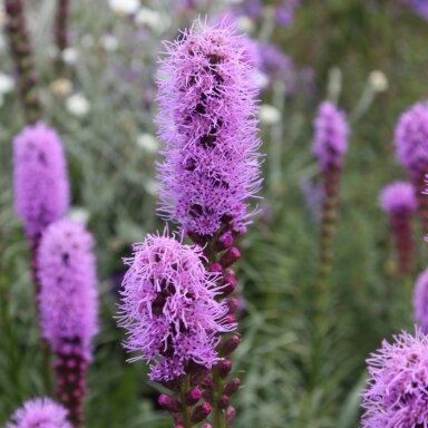 Varpotasis liatris 'Kobold' C2