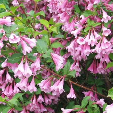 Veigelė ankstyvoji 'Bouquet Rose' C5