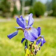 Siberian iris 'Fran"s Gold'