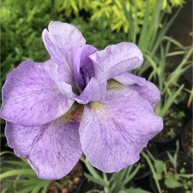 Vilkdalgis sibirinis 'Imperial Opal' C5