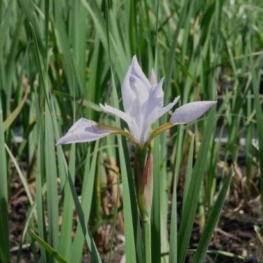 Vilkdalgis sibirinis  'Mrs Rowe', C5
