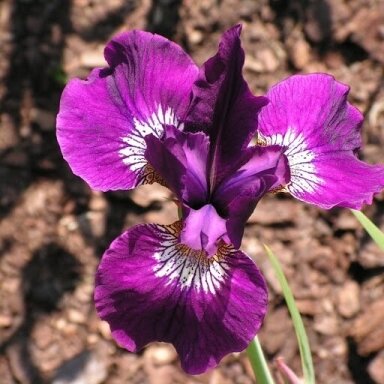 Vilkdalgis sibirinis 'Roter Milan' C5