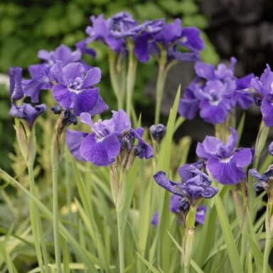 Vilkdalgis sibirinis 'Ruffled Velvet' C5