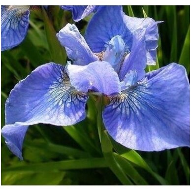 Siberian iris 'Marilyn Holmes', C5