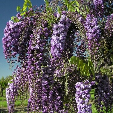 Visterija gausiažiedė 'Violacea Plena', C10 Visterija gausiažiedė 'Violacea Plena', C10