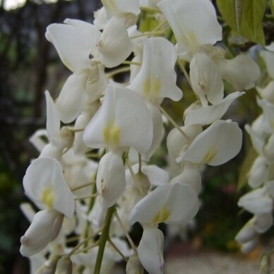 Chinese wisteria 'Texas White', C10 2