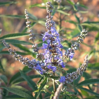Chaste tree 'Latifolia' C5