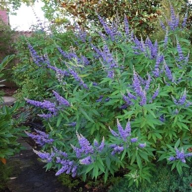 Chaste tree 'Latifolia' C5 1